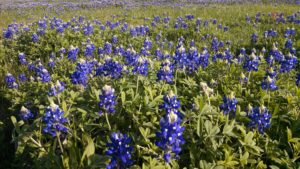 bluebonnets