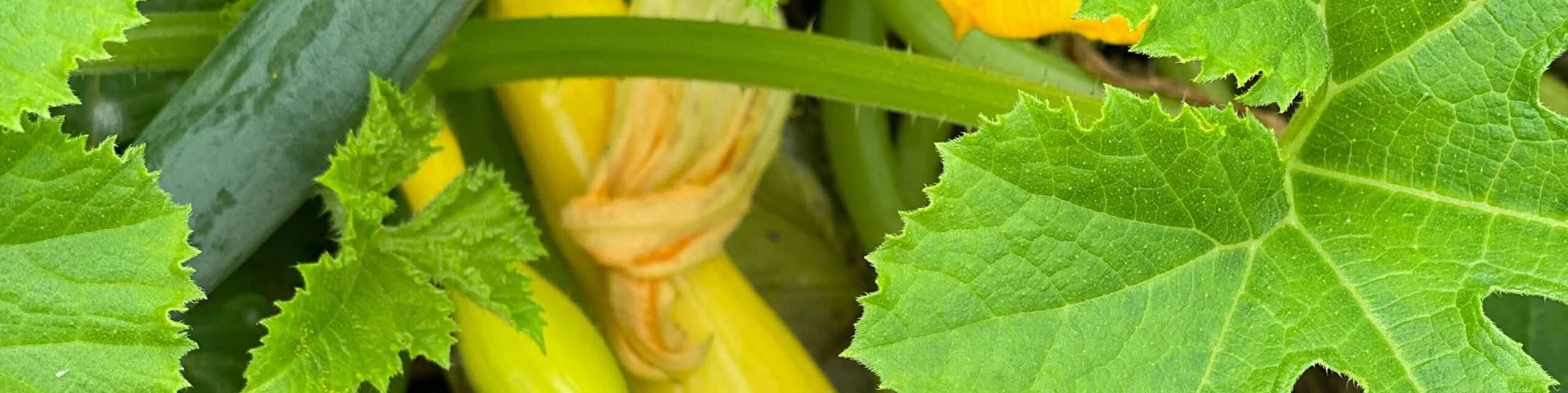 Going Green this St. Patrick’s Day: Embrace Sustainability in Waco